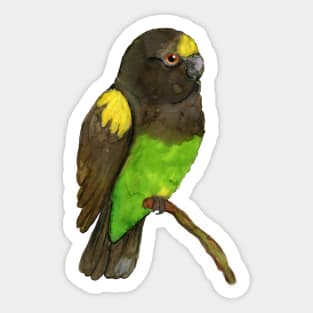 Meyer's parrot watercolor Sticker